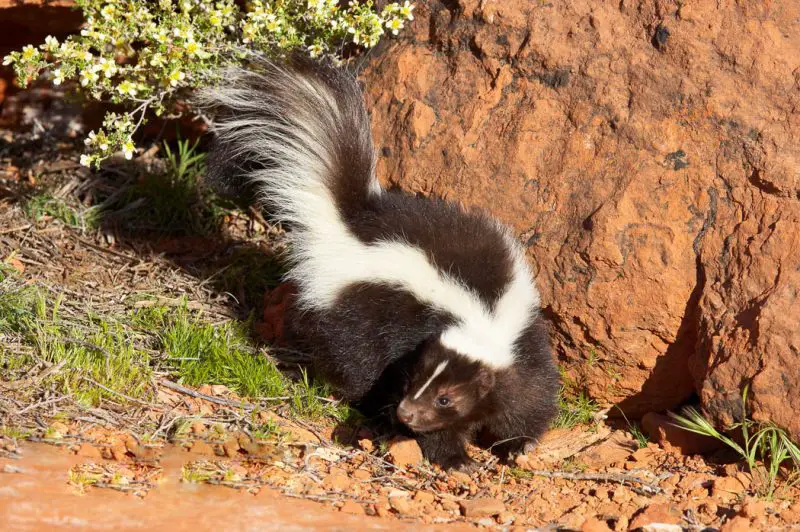 Skunks in Virginia