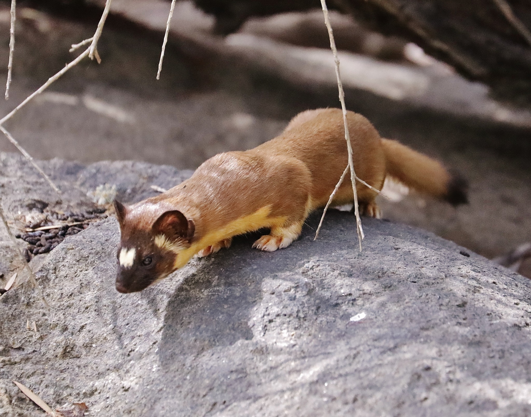 Weasel Species in Utah