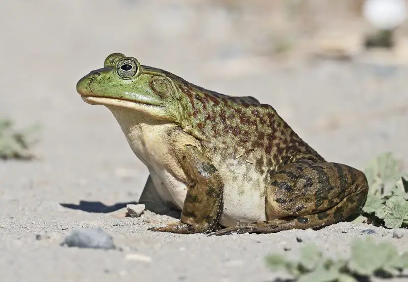 Frogs in Illinois