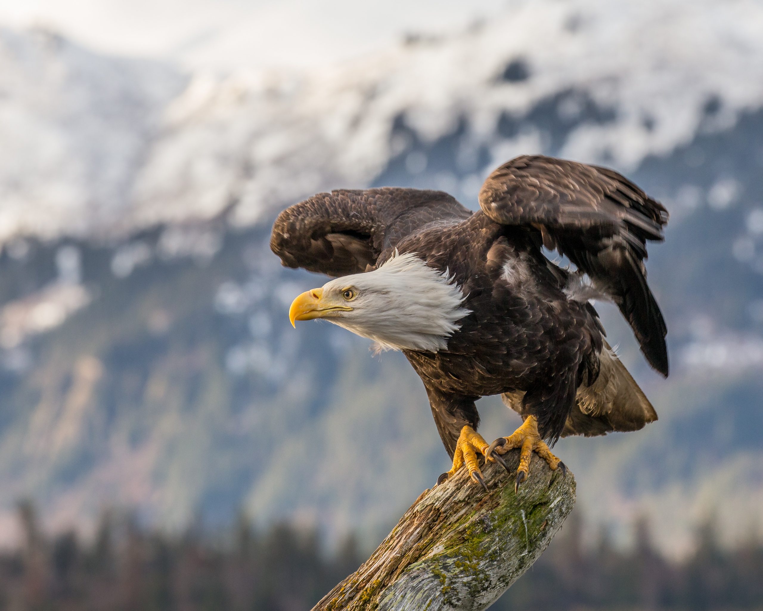 Eagles in Montana