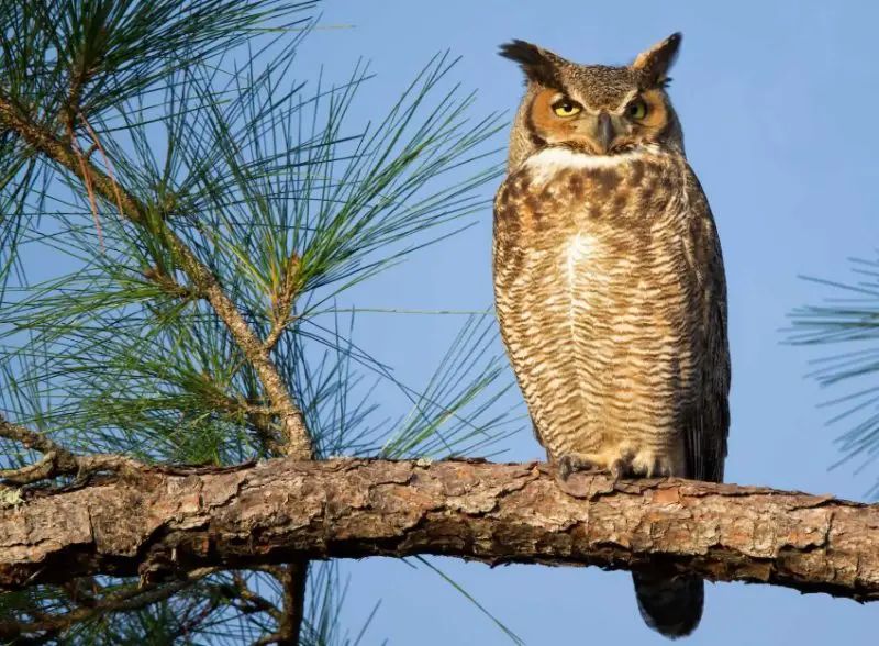 Owls in Kentucky