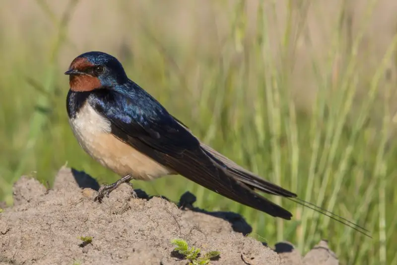 Meet 7 Stunning Swallows Found in Ohio