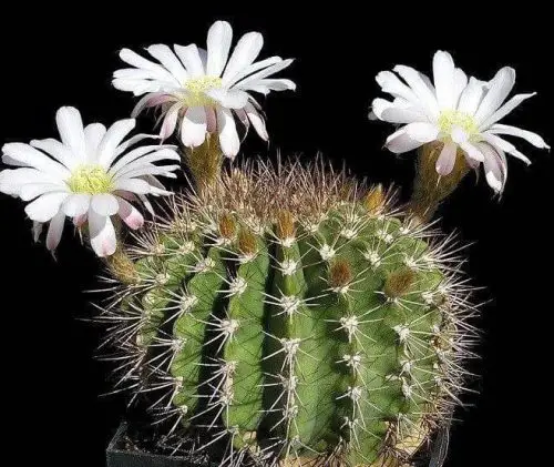 Acanthocalycium klimpelianum