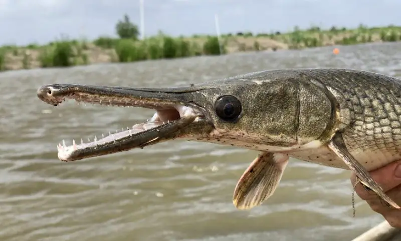 Alligator Gar in Mississippi Rivers