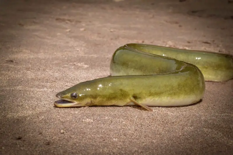 Freshwater Eels in New York Rivers