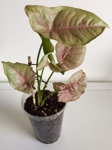 Arrowhead Plant Leaves Turning Pale (Causes & Solutions)