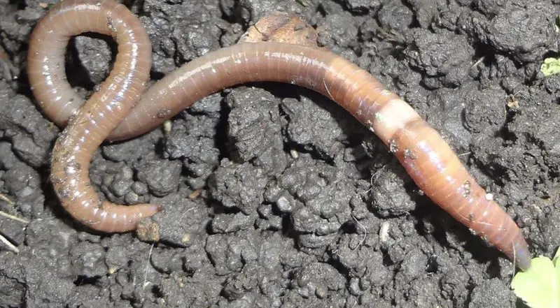 Worms Invading Washington