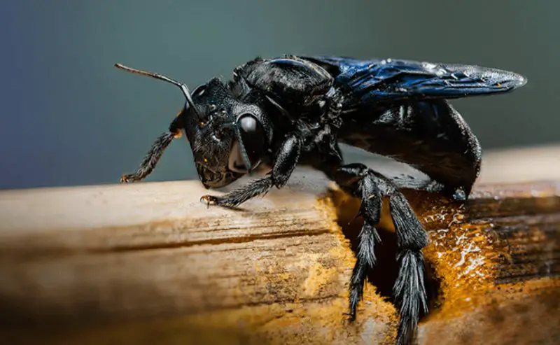 Carpenter Bees in North Carolina