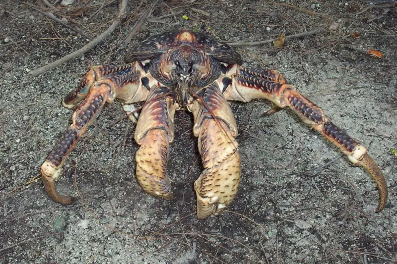 Coconut Crabs Appearing in Hawaii