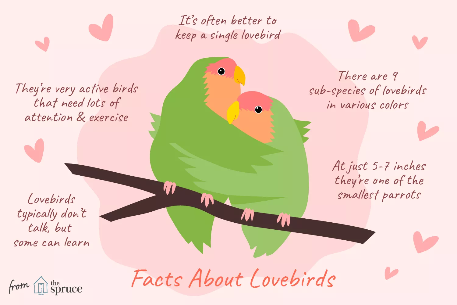 Illustrated facts about lovebirds.