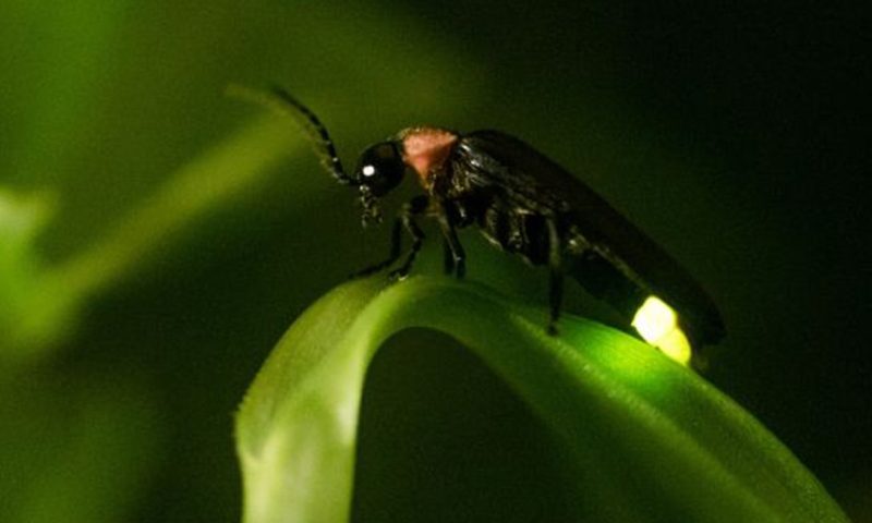 Fireflies in West Virginia