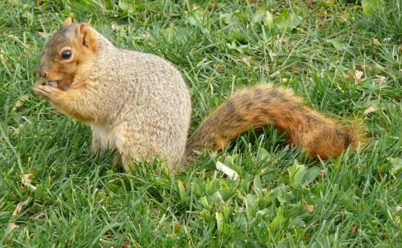 Fox Squirrels in Ohio Forests