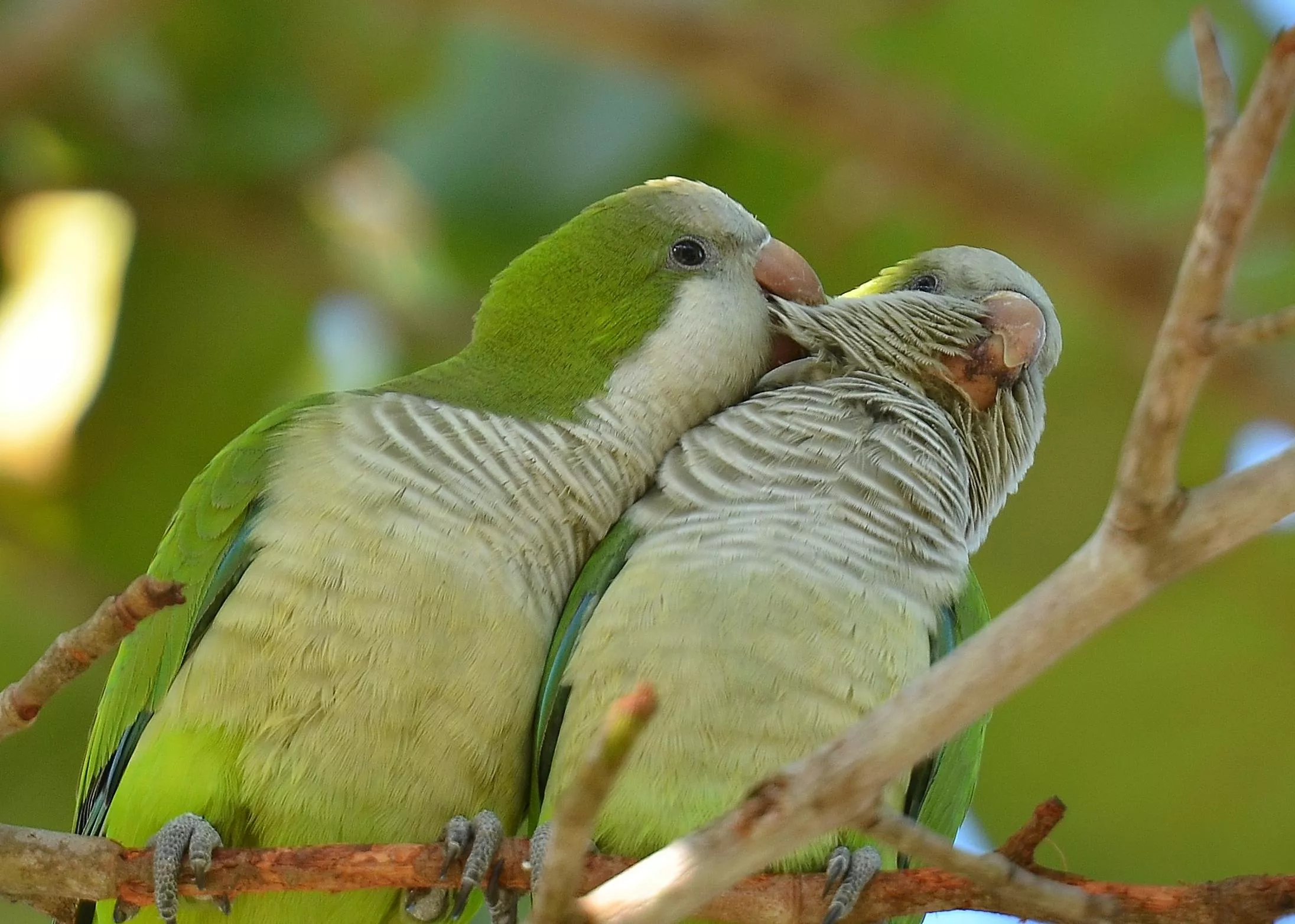 Pair of Quaker parrots in a tree