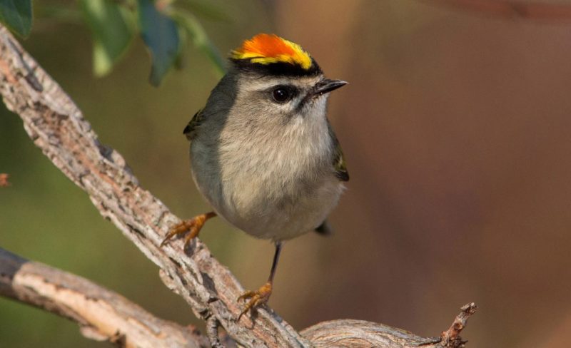 Golden-crowned Kinglets in Ohio