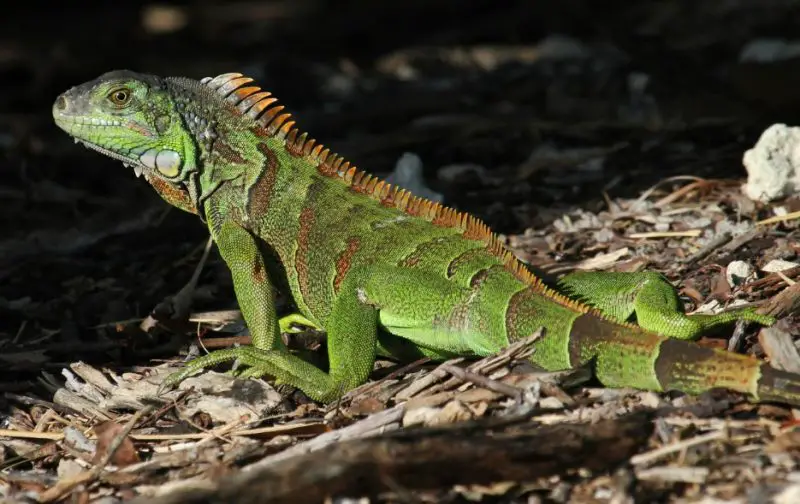 Invasive Lizards in South Florida