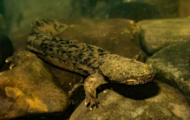Hellbenders in Pennsylvania