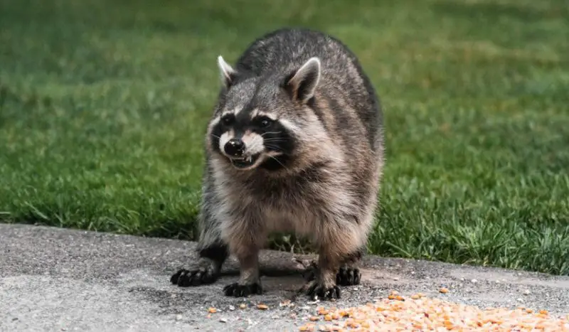 Is It Legal to Own a Raccoon in Florida