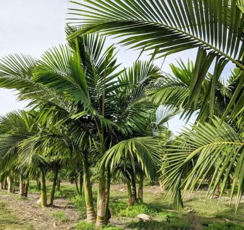 King Palm (Archontophoenix alexandrae)