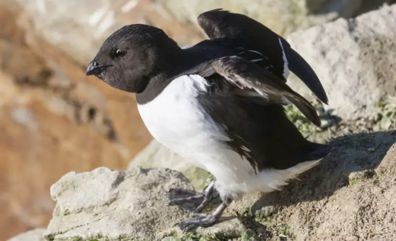Little Auk Migration