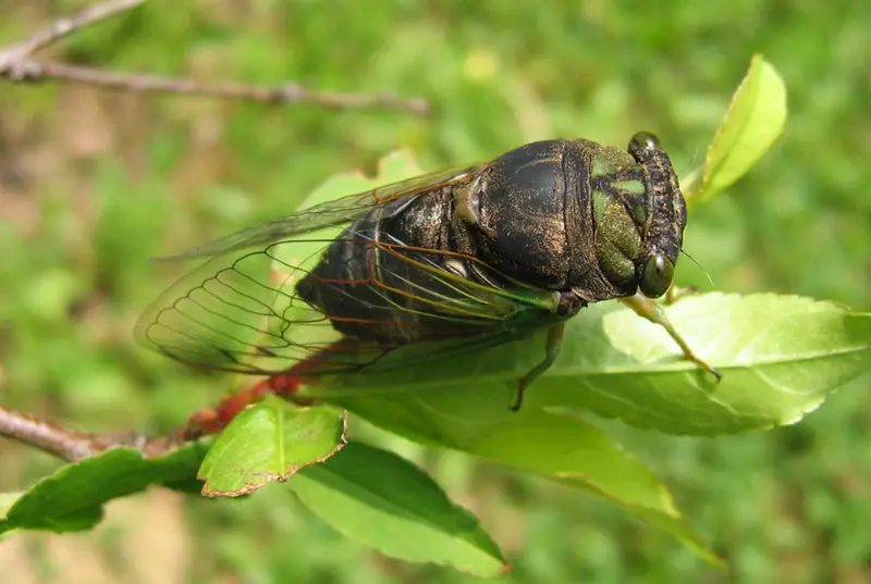 Cicada Life-Cycle Facts for Tennessee