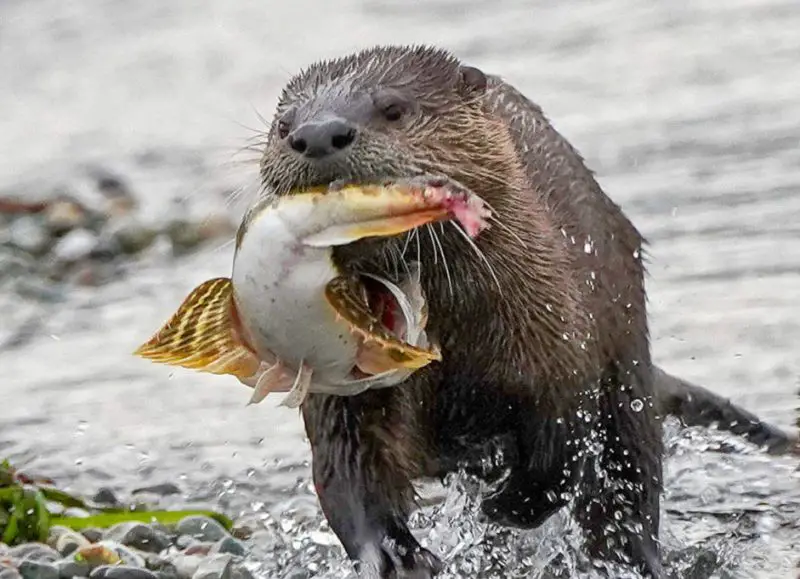 Otters in Oregon Rivers