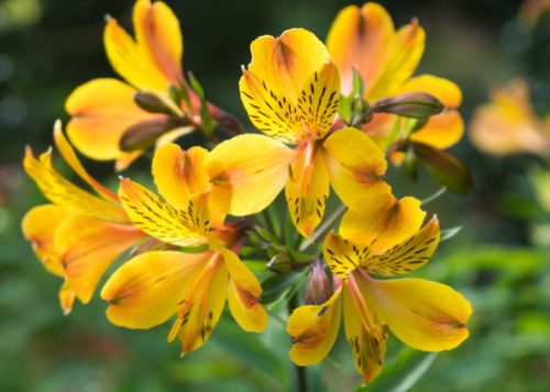 Peruvian Yellow Lily
