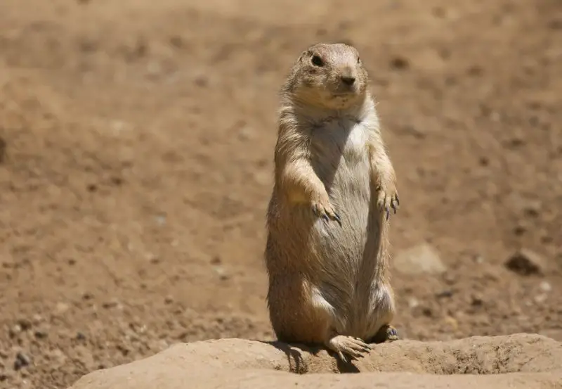 Prairie Dogs in South Dakota