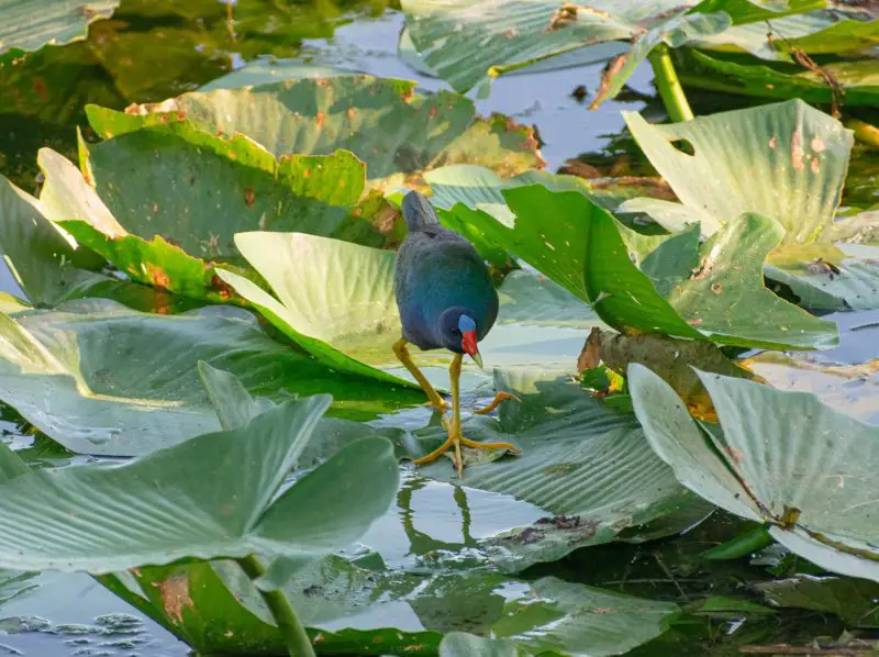 Purple Gallinule