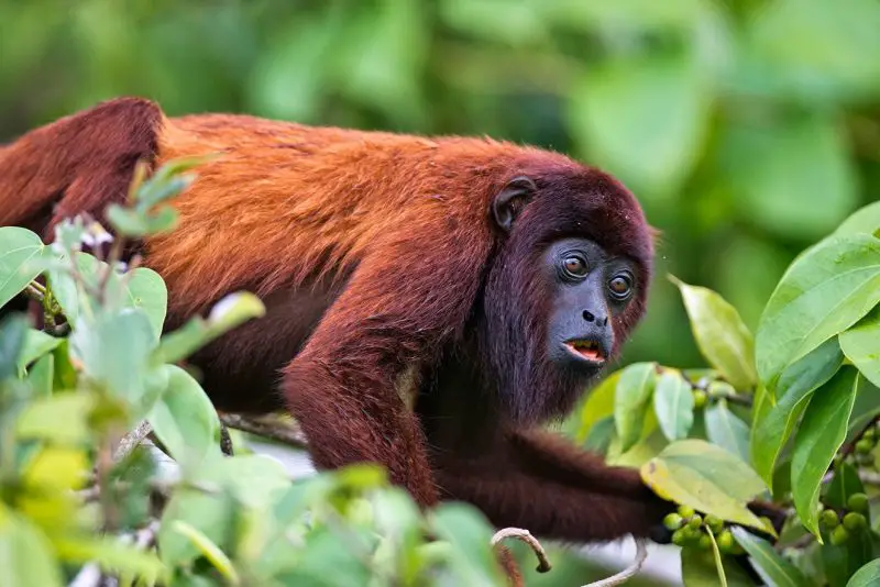 Red Howler Monkey