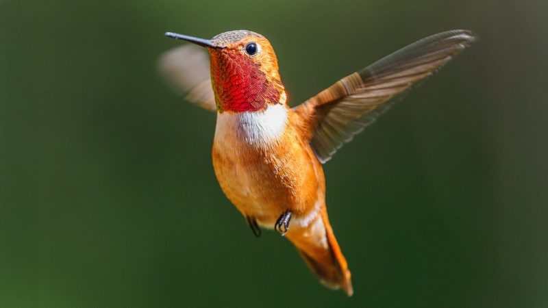 Wings of Fire: Discover the Ruby-throated Hummingbird in the Wild