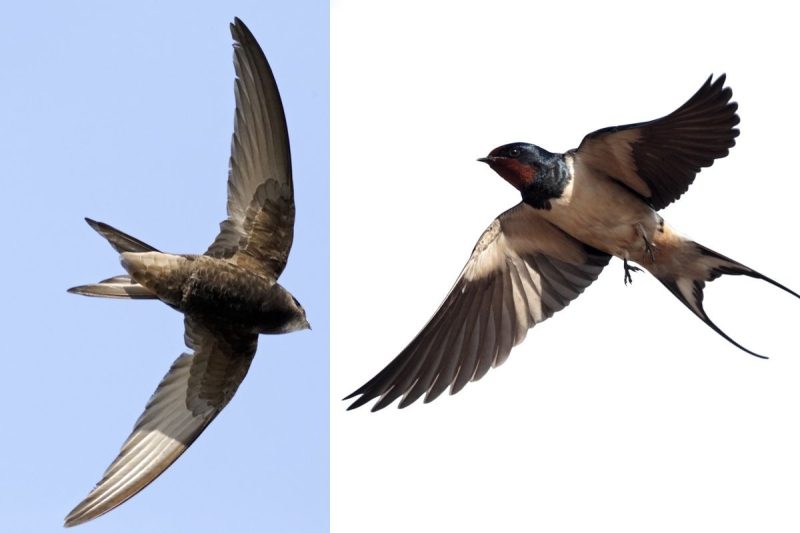 Swifts vs. Swallows in Michigan