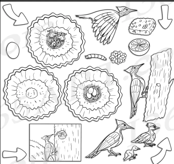The Life Cycle of a Woodpecker