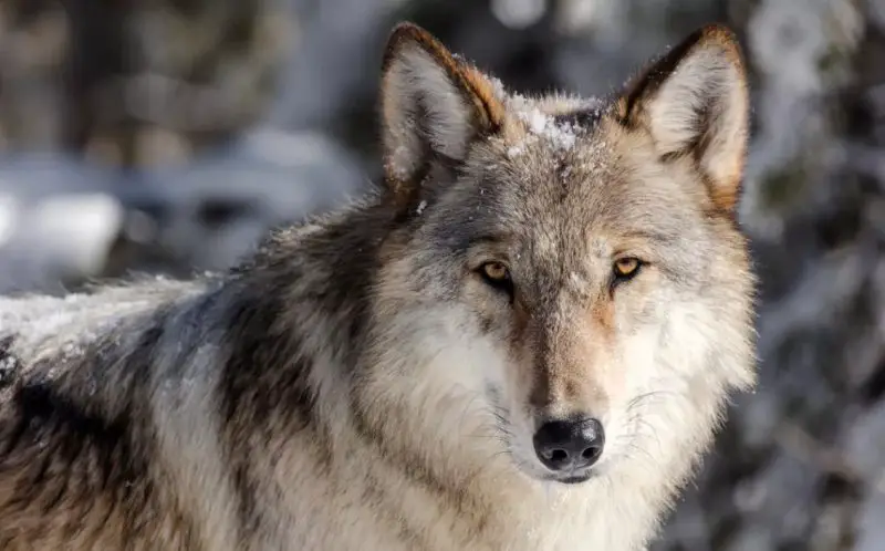 Truth About Wolves in Idaho
