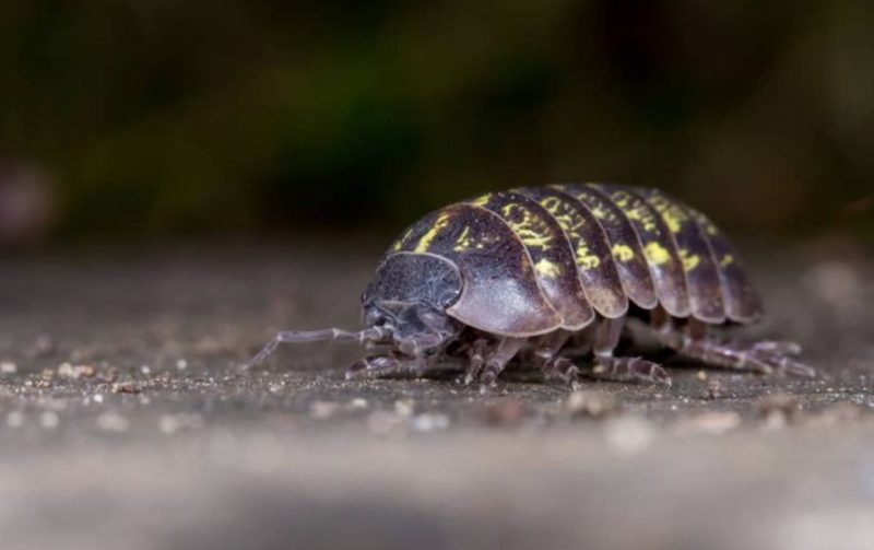 What Do Rolly Pollies Eat