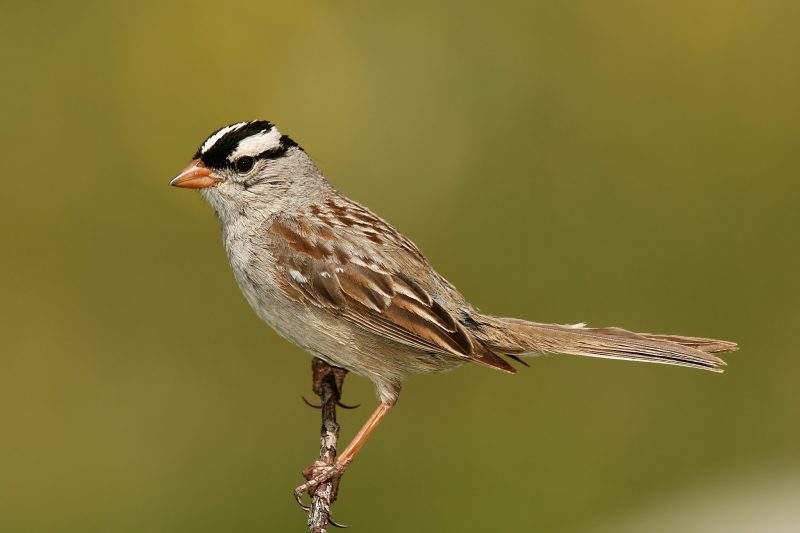 White-crowned Sparrows in New Mexico