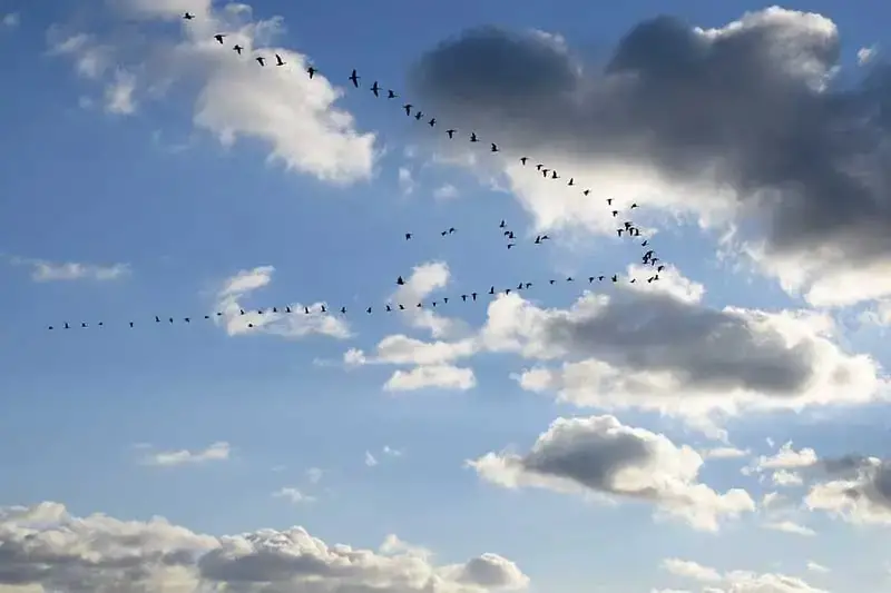 Why Do Birds Fly in a V With One Side Longer