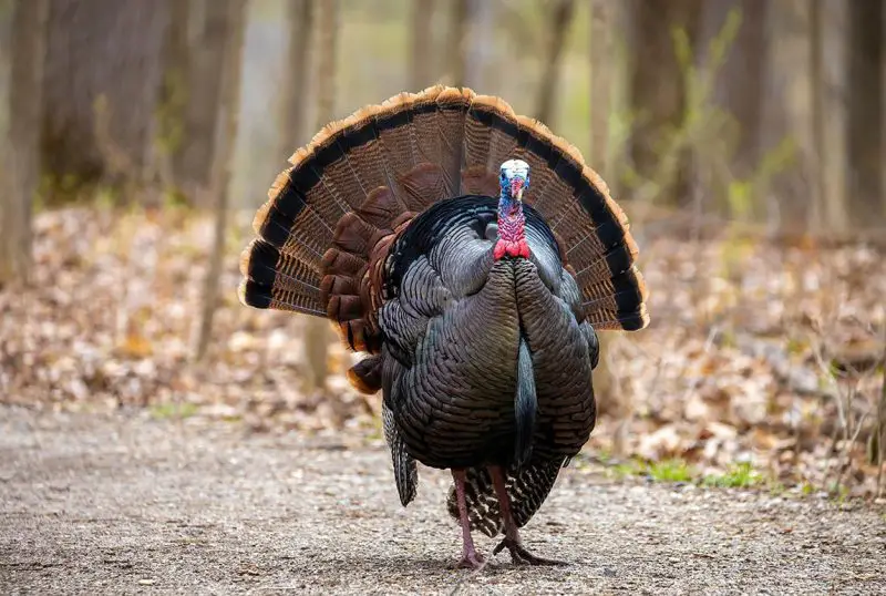 Wild Turkeys in Michigan