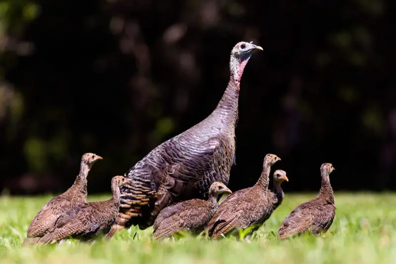 Wild Turkeys: Surprisingly Smart Birds with Hidden Talents