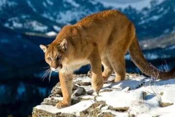 Amazing Truth Behind California Mountain Lion Behavior
