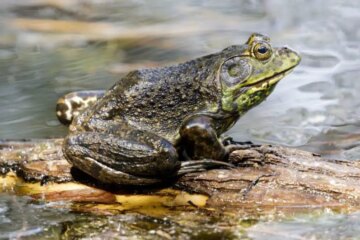 27 Types of Frogs in Texas (With Pictures and Identification)