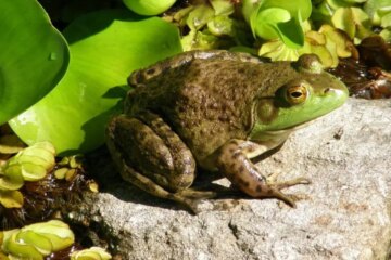10 Types of Frogs in North Carolina (Pictures and Identification)