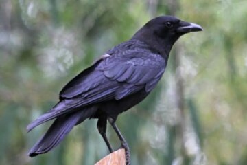 3 Types of Crows in Ohio (With Pictures and Identification)