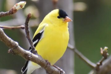 15 Types of Yellow Birds in Washington (Pictures and ID Guide)