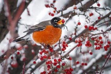 How American Robins in Michigan Find Food Beneath Snow