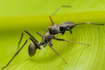15 Tiny Predators in Texas Forests You Never Knew Existed