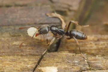 8 Dangerous Ants in Pennsylvania (Pictures and Identification)