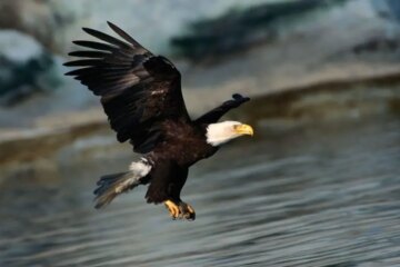 2 Types of Eagles in South Carolina (Pictures and Identification)