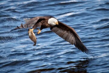 2 Types of Eagles in Maine (With Pictures and Identification)