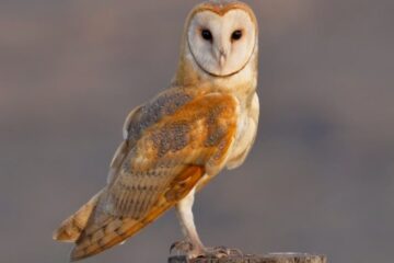 10 Birds in Oregon That Hunt Without Making a Sound
