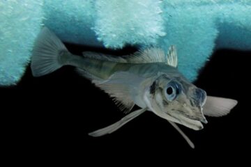 Body Adaptations That Let Alaska Fish Survive Freezing Water